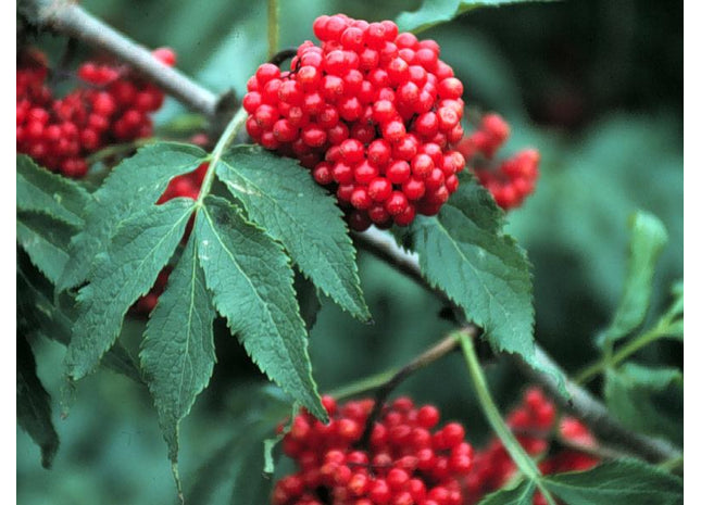 'Guiton' Red Elder Seed
