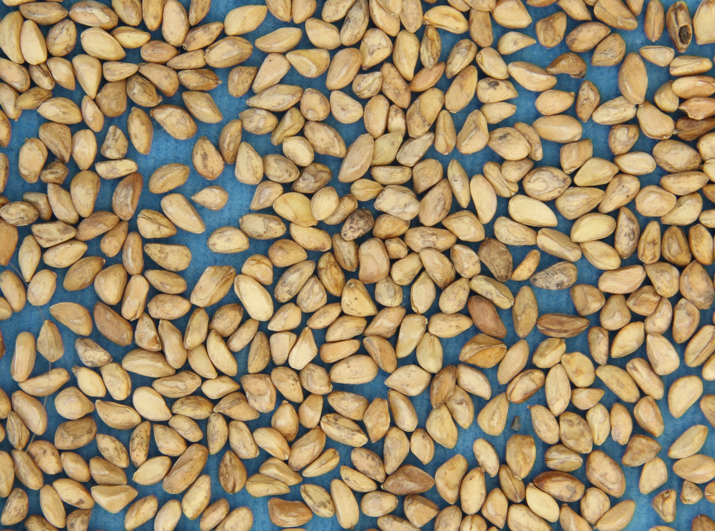 rose agri seed Prairie Parkland' Wood's Rose Seed – GreenTree Agroforestry Solutions