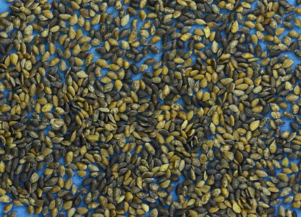 'Prairie Green' Scots Pine Seed