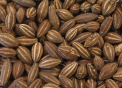 'Wyatt's' Wolfwillow