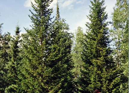 'Irkutsk' Siberian Fir Seed