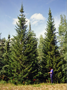 'Irkutsk' Siberian Fir Seed