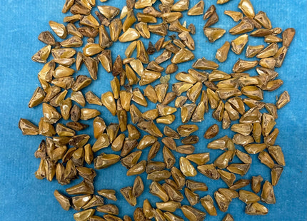 'Irkutsk' Siberian Fir Seed
