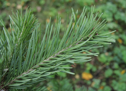 'Irkutsk' Siberian Fir Seed