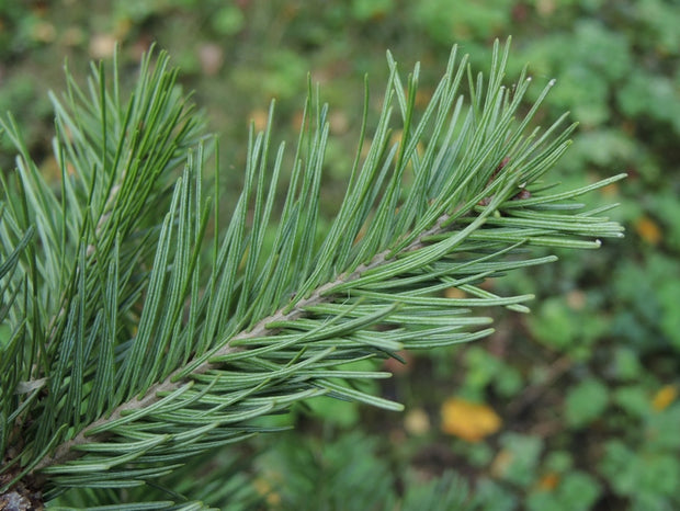 Green Infrastructure