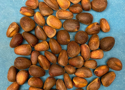 'Baikal' Siberian Pine Seed