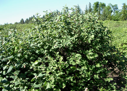 'Pintail' Western Snowberry Seed