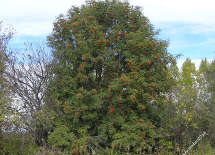 'Mitchell' European Mountain Ash Seed
