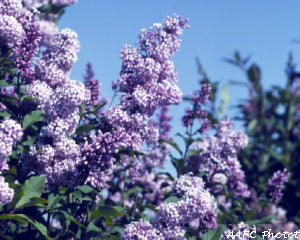 'Charlie Edwards' Villosa Lilac Seed