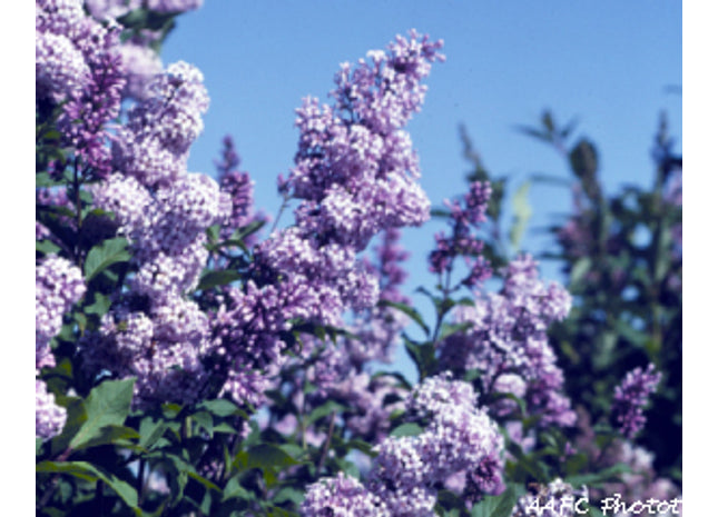 'Charlie Edwards' Villosa Lilac Seed