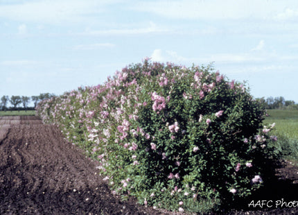 'Charlie Edwards' Villosa Lilac Seed