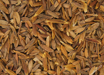 'Charlie Edwards' Villosa Lilac Seed
