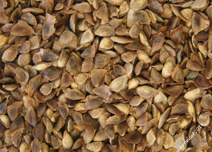 'Lindquist' Siberian Larch Seed