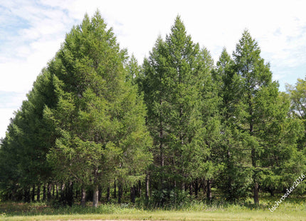 'Lindquist' Siberian Larch Seed
