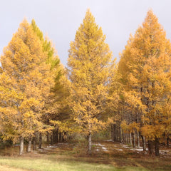 Coniferous Tree Seeds