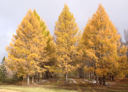'Lindquist' Siberian Larch Seed