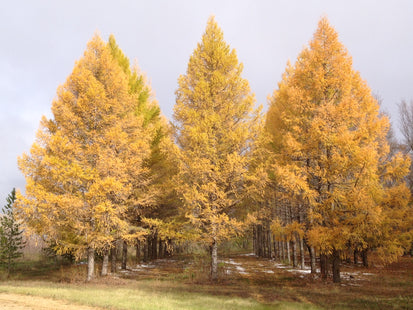 'Lindquist' Siberian Larch Seed