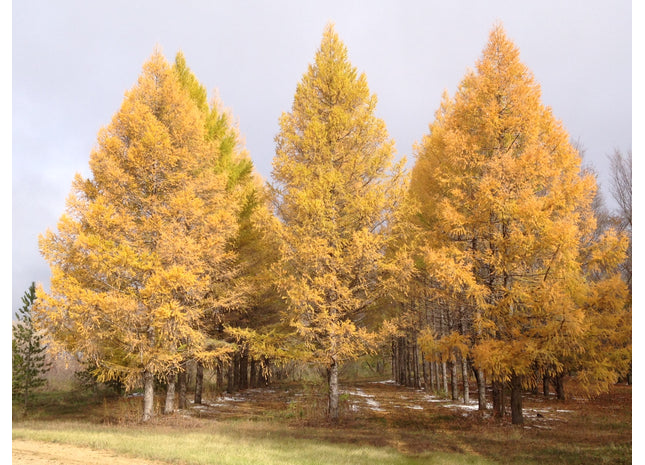 'Lindquist' Siberian Larch Seed