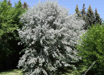‘Mitchell’ Russian Olive Seed