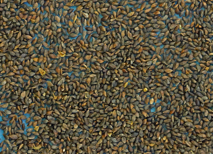 'Harry Lennox' White Spruce Seed