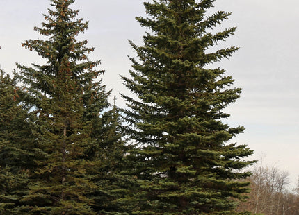 'Harry Lennox' White Spruce Seed