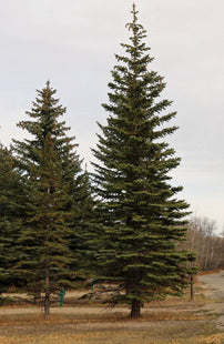 'Harry Lennox' White Spruce Seed