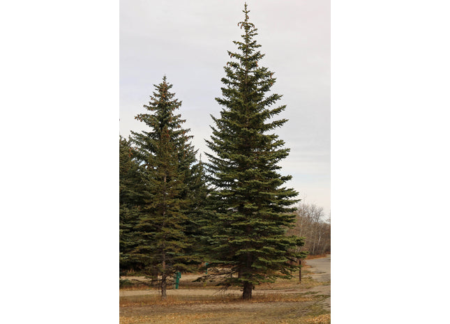 'Harry Lennox' White Spruce Seed