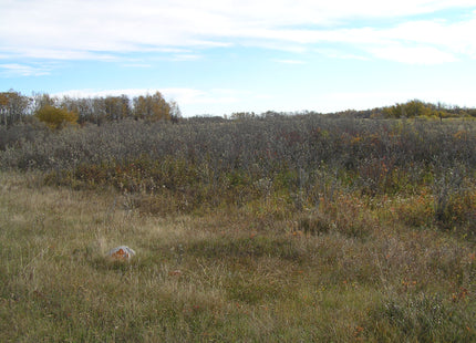'Wyatt's' Wolfwillow