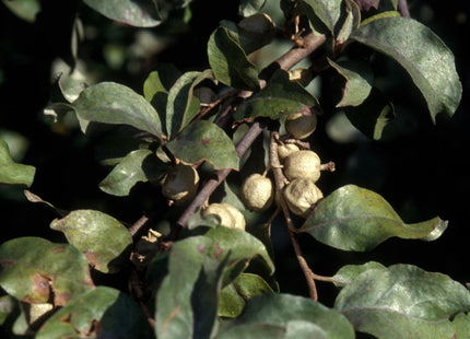'Wyatt's' Wolfwillow