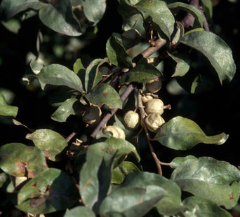 'Wyatt's' Wolfwillow