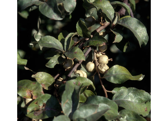 'Wyatt's' Wolfwillow