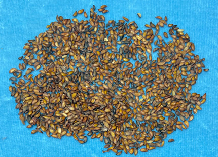 'Mitchell' European Mountain Ash Seed