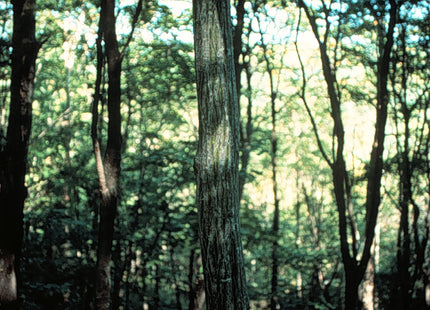 'Yusen' Manchurian Snakebark Maple Seed