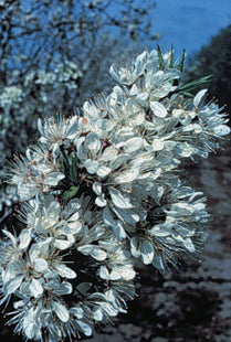 'Hudson Bay' American Plum Seed