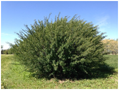 'Ross' Caragana Seed