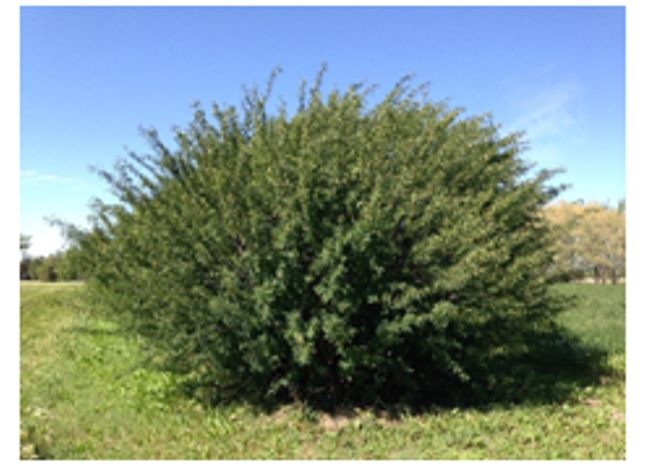 'Ross' Caragana Seed