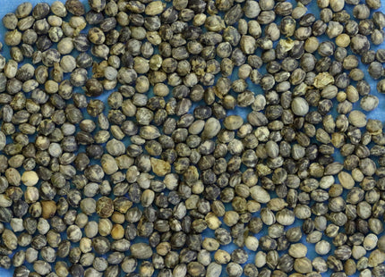 'Stevenson' Red-Osier Dogwood Seed