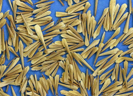 'Plains' Green Ash Seed
