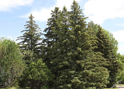 'Harry Lennox' White Spruce Seed