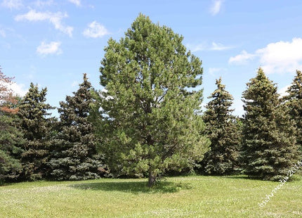 'Peterson' Ponderosa Pine Seed