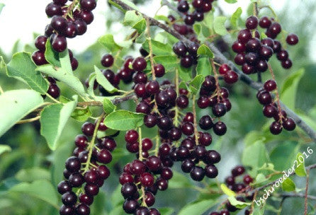 'Midnight' Choke Cherry Seed