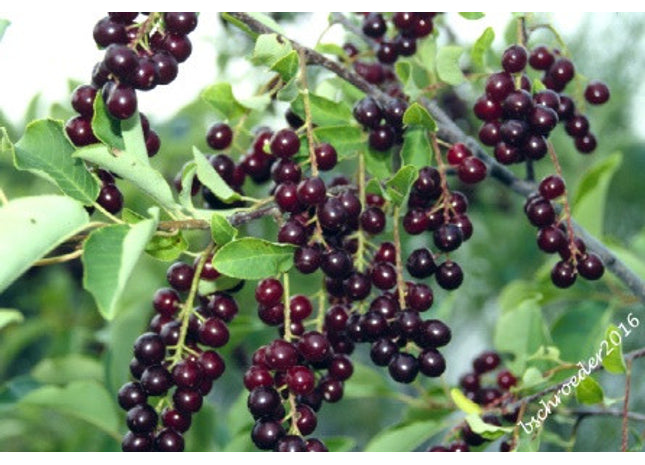 'Midnight' Choke Cherry Seed