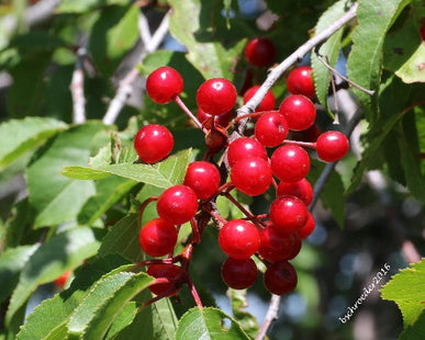 'Crimson' Pin Cherry