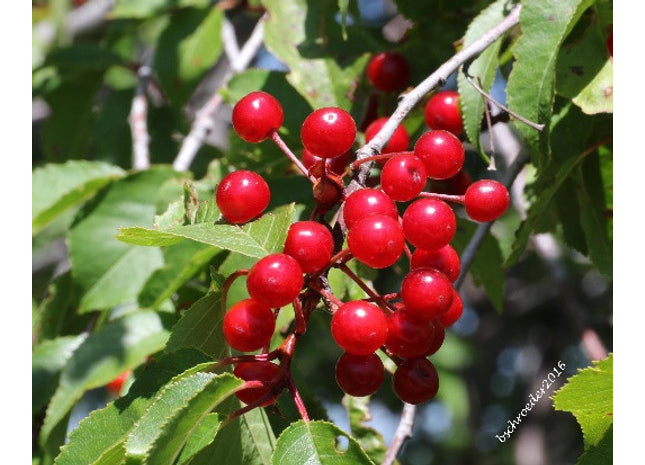 'Crimson' Pin Cherry