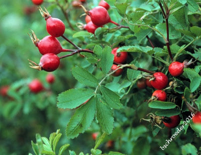 'Indian Head' Hedge Rose Seed