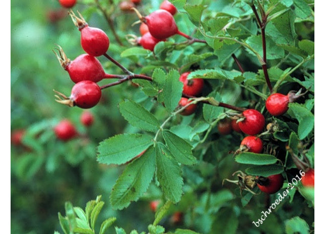 'Indian Head' Hedge Rose Seed