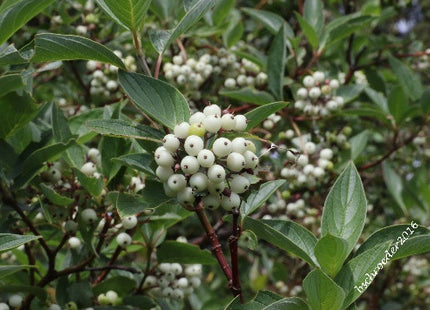 'Stevenson' Red-Osier Dogwood Seed