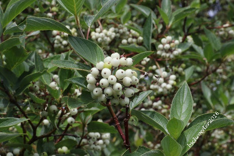 'Stevenson' Red-Osier Dogwood Seed