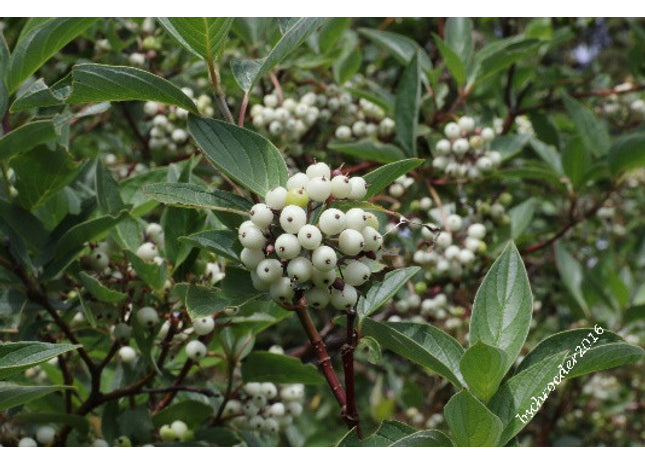 'Stevenson' Red-Osier Dogwood Seed