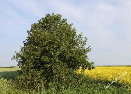 'Plains' Green Ash Seed